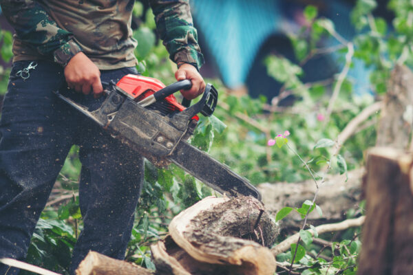 The Art and Science of Tree Trimming and Maintenance