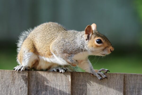 squirrel removal near me