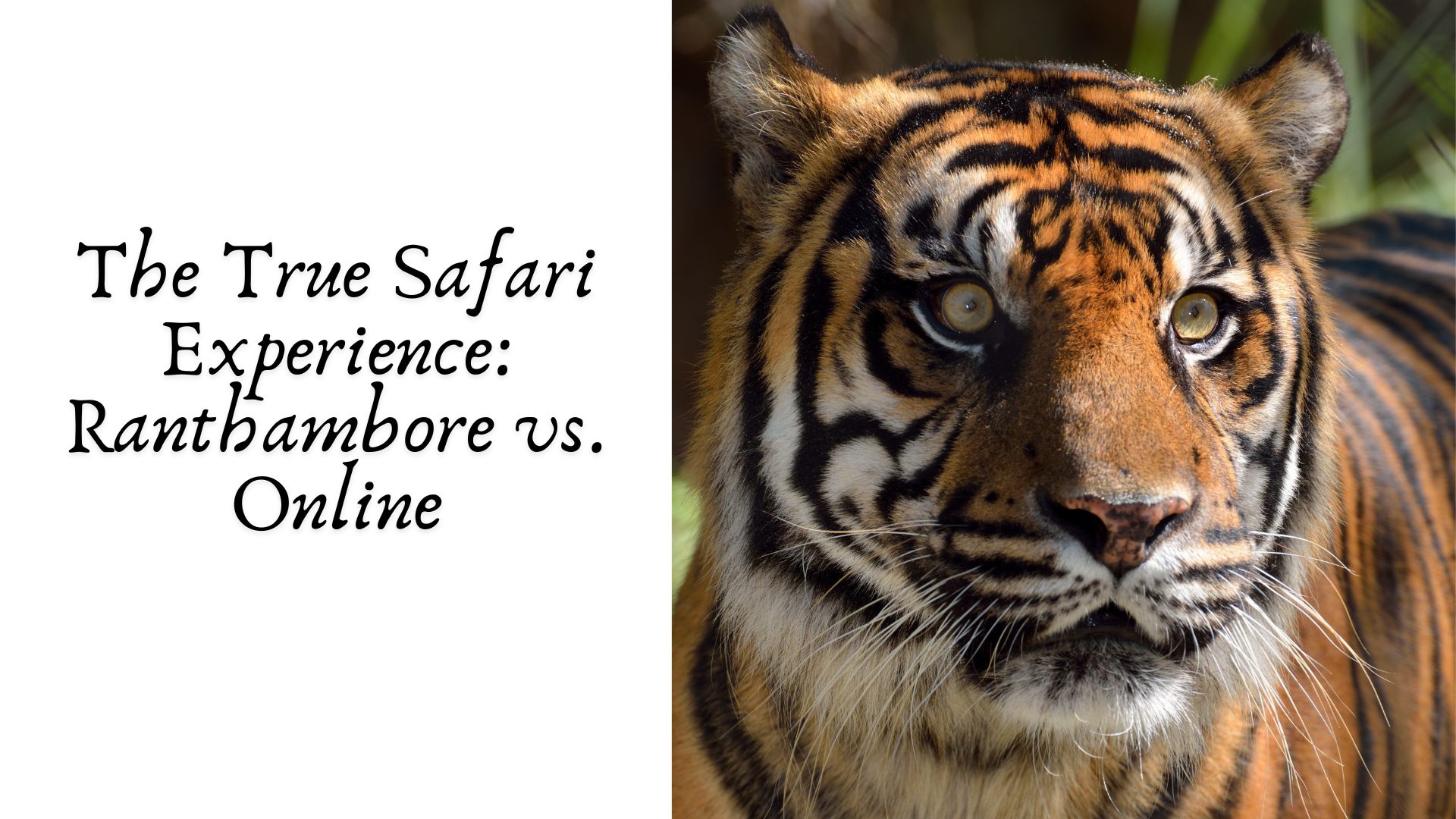 The True Safari Experience: Ranthambore vs. Online