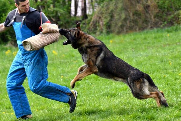 employee dog bite prevention