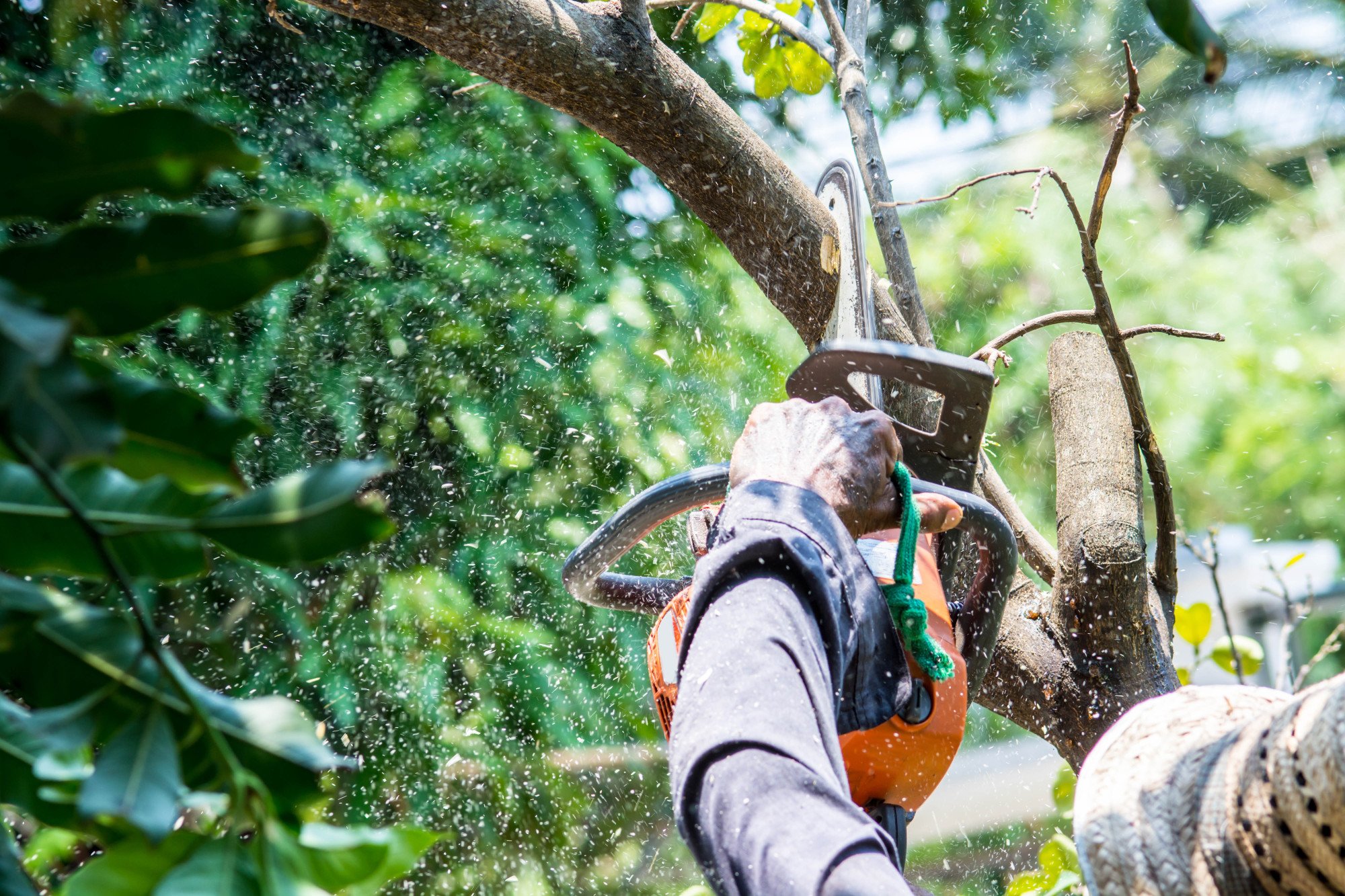 Expert Tree Pruning Service: Improve Your Landscape with Skilled Maintenance