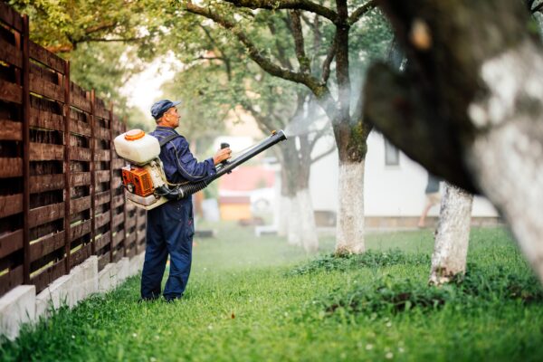 Pest Control Services in Lahore an Guide Ensuring Termite Treatment